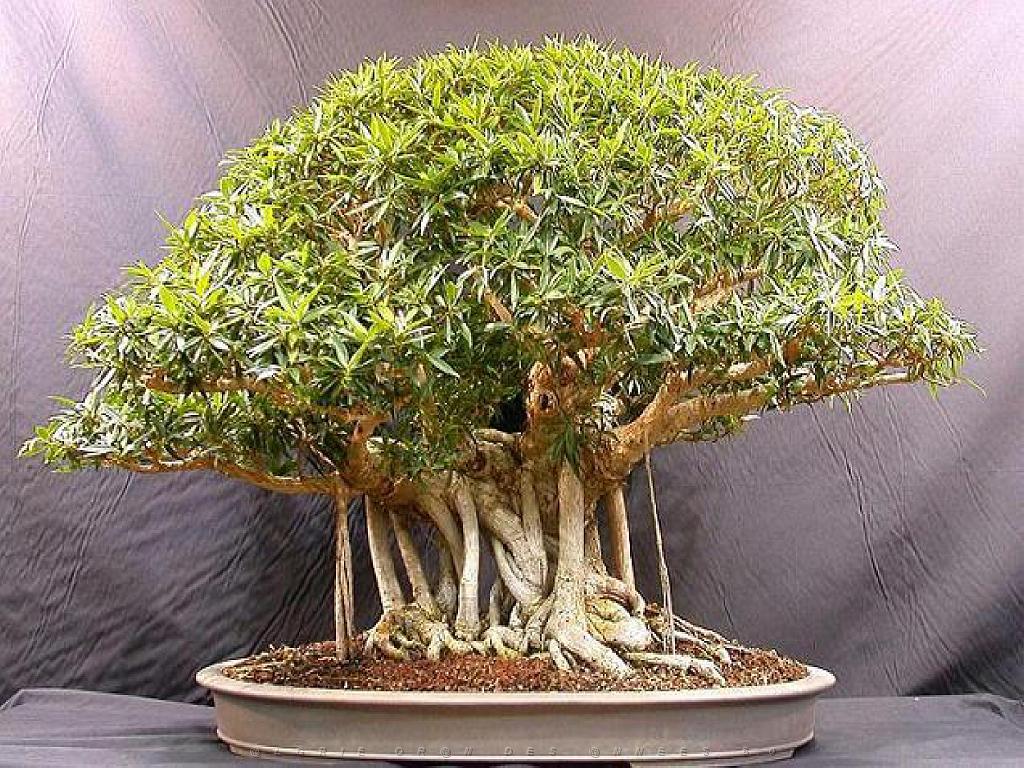 149 BONZAI A MAULEVRIER 2016_000022.jpg